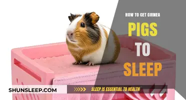 Helping Guinea Pigs Sleep: Tips for a Peaceful Night's Rest