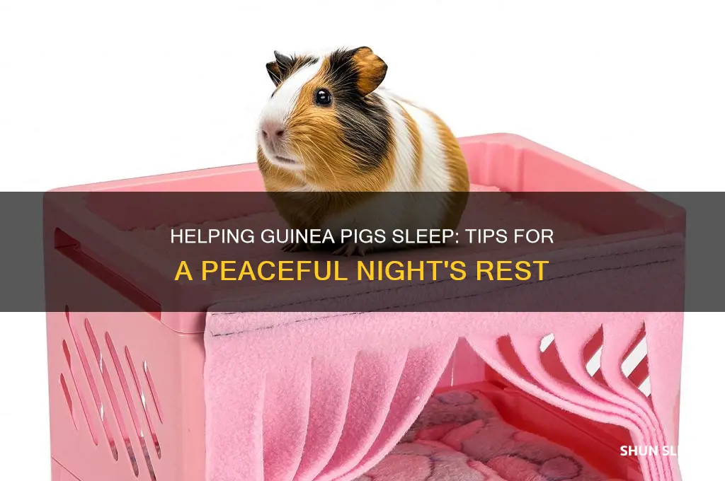 how to get guinea pigs to sleep
