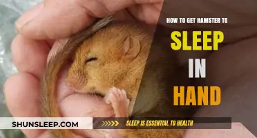 Gentle Techniques to Help Your Hamster Sleep Comfortably in Your Hand
