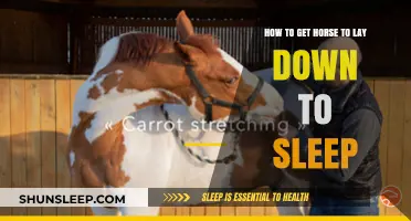 Training Your Horse to Relax: Techniques for Encouraging Restful Sleep