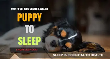 Helping Your King Charles Cavalier Puppy Sleep Peacefully: Expert Tips