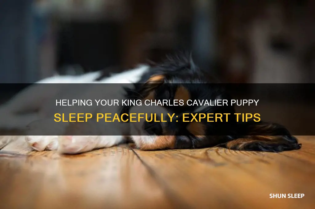 how to get king charle cavalier puppy to sleep