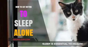 Helping Your Kitten Sleep Alone: Gentle Tips for Independence