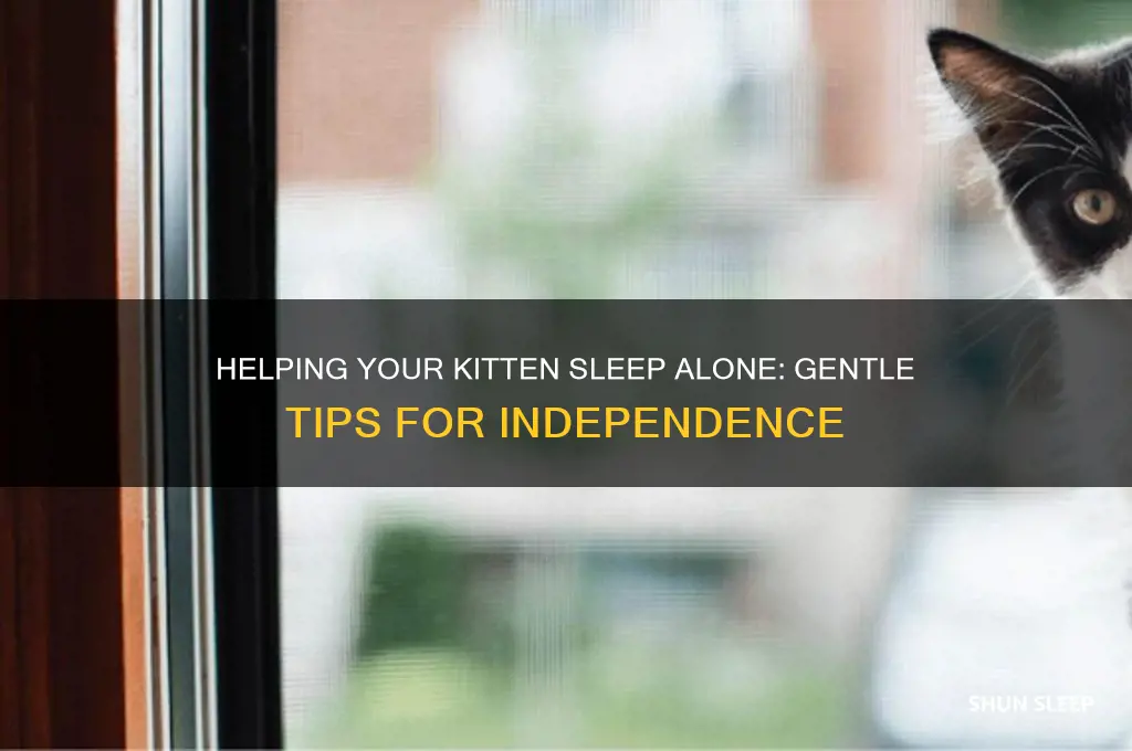 how to get kitten to sleep alone