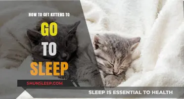 Calm and Cozy: Gentle Tips to Help Kittens Sleep Soundly