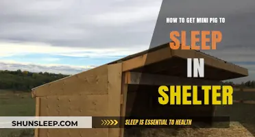 Cozy Tips for Training Your Mini Pig to Love Their Shelter
