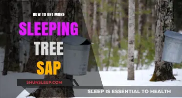 Maximize Your Sleeping Tree Sap Harvest: Proven Techniques and Tips