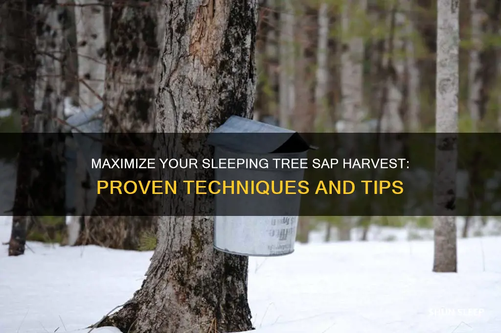 how to get more sleeping tree sap