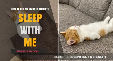 Tips for Encouraging Your 6-Month Kitten to Sleep with You