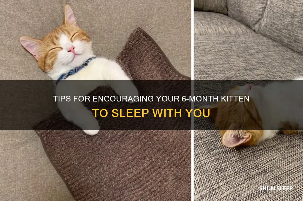 how to get my 6month kitten to sleep with me