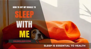 Cozy Canine Companion: Tips for Sleeping with Your Beagle