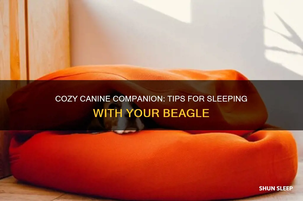 how to get my beagle to sleep with me