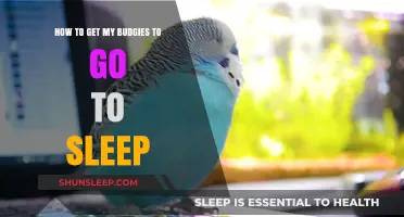 Helping Your Budgies Sleep: Tips for a Peaceful Night's Rest