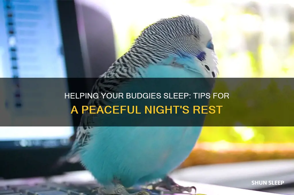 how to get my budgies to go to sleep