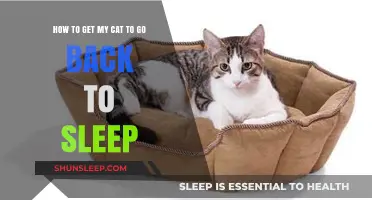 Helping Your Cat Return to Slumber: Tips for Peaceful Nights