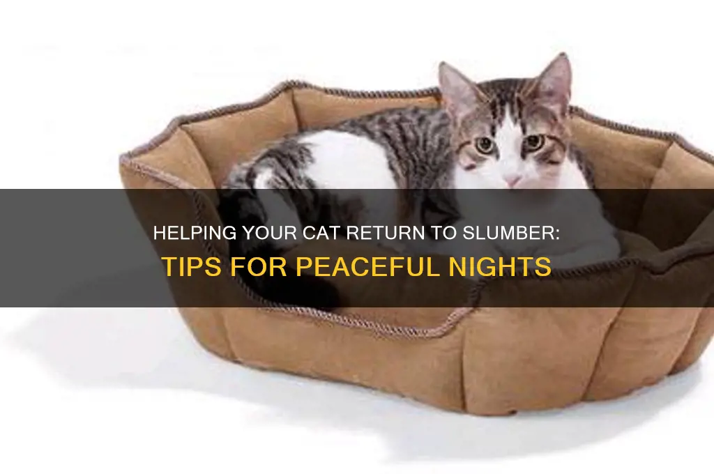 how to get my cat to go back to sleep