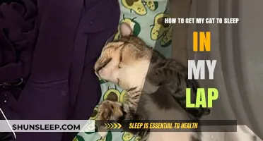 Cozy Cuddles: Tips to Get Your Cat to Sleep in Your Lap