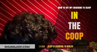 Encouraging Chickens to Sleep in the Coop: Tips for a Peaceful Night