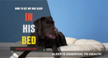 Train Your Dog to Love His Bed: Simple Tips for Better Sleep