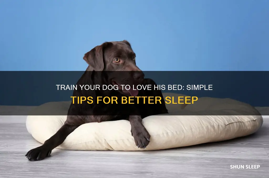 how to get my dog sleep in his bed