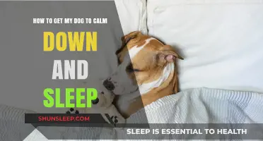 Calm Canine Nights: Tips to Help Your Dog Relax and Sleep