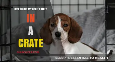 Crate Training Tips: Helping Your Dog Sleep Comfortably and Securely