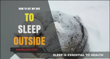 Training Your Dog to Sleep Outside: Tips for a Smooth Transition