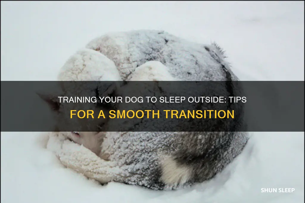 how to get my dog to sleep outside