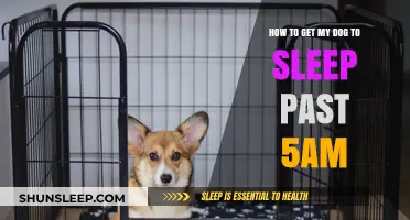 Train Your Dog to Sleep Later: Tips for Peaceful Mornings