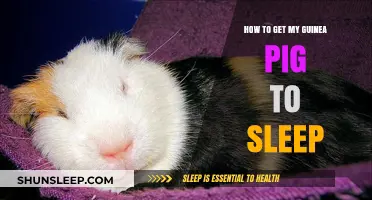 Helping Your Guinea Pig Sleep: Tips for a Restful Night