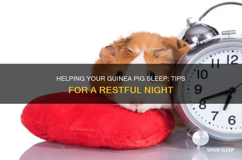 how to get my guinea pig to sleep