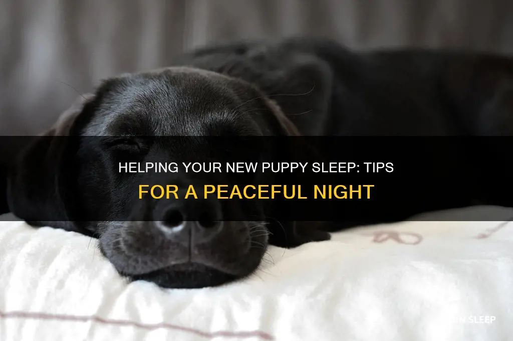 how to get my new puppy to sleep