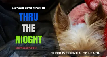 Train Your Yorkie for Peaceful Nights: Sleep Through the Night Tips