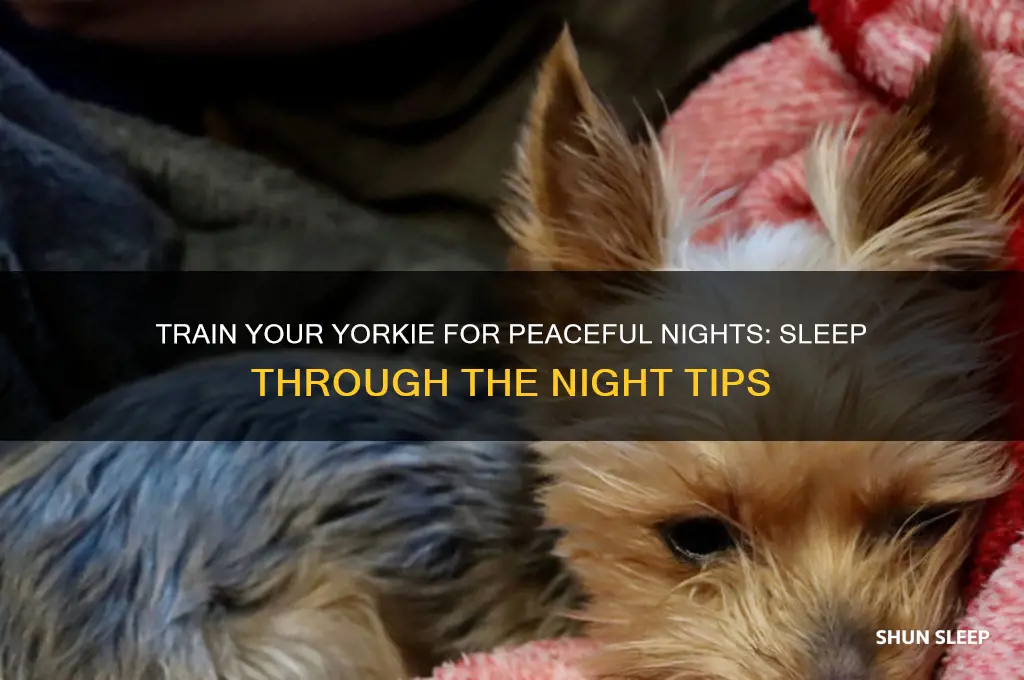 how to get my yorkie to sleep thru the nioght