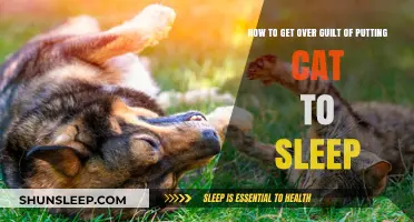 Healing After a Difficult Decision: Overcoming Guilt from Euthanizing Your Cat