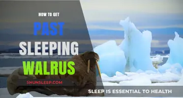 Navigating Around Sleeping Walruses: Safe and Effective Strategies for Success