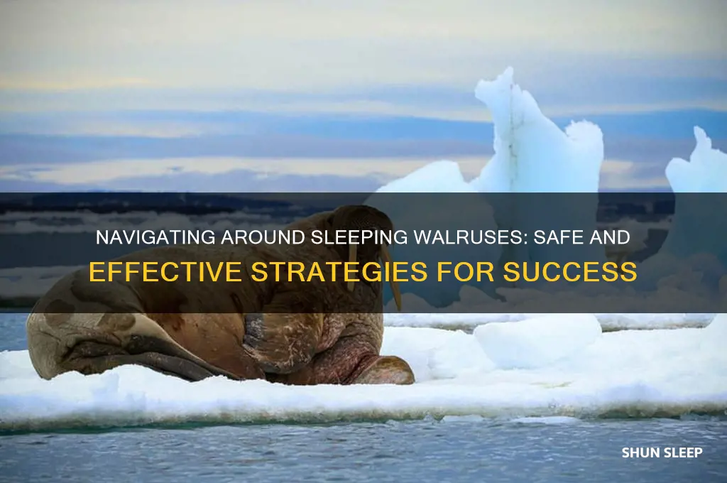 how to get past sleeping walrus