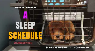 Training Puppies to Sleep Through the Night: A Step-by-Step Guide