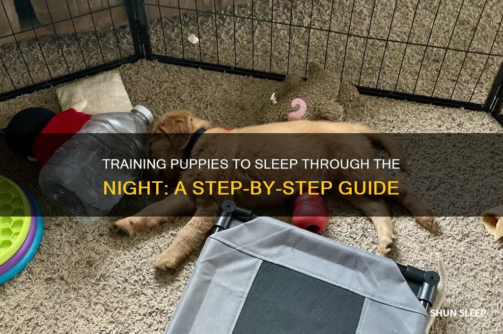 how to get puppies on a sleep schedule