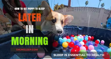 Train Your Puppy to Sleep Later: Morning Routine Tips