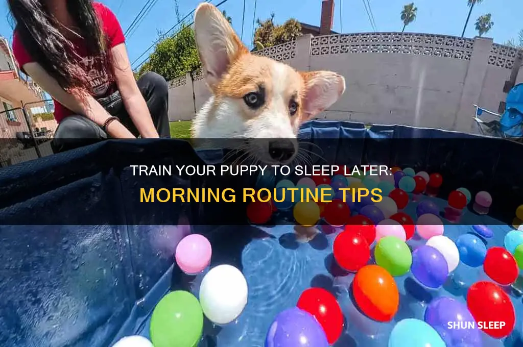 how to get puppy to sleep later in morning