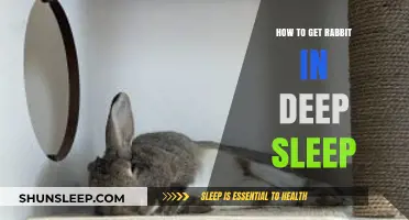 Mastering Deep Sleep Techniques for Your Rabbit's Ultimate Relaxation