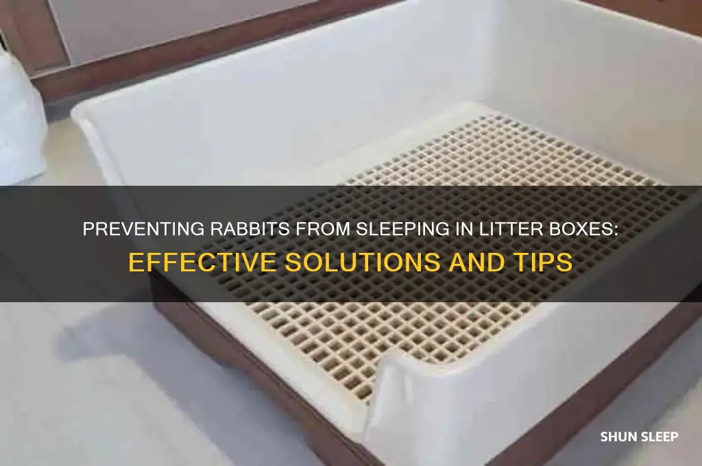 how to get rabbit to stop sleeping in litter box