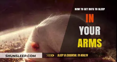 Gentle Techniques to Bond with Rats and Encourage Arm Naps