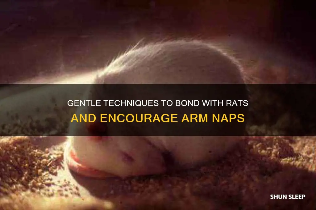 how to get rats to sleep in your arms