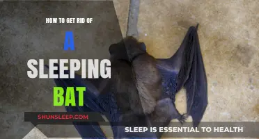 Safe and Humane Ways to Remove a Sleeping Bat from Your Home