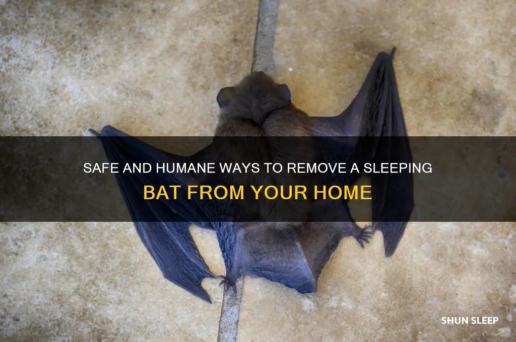 how to get rid of a sleeping bat