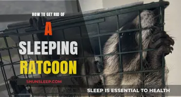 Effective Ways to Remove a Sleeping Raccoon Safely and Humanely