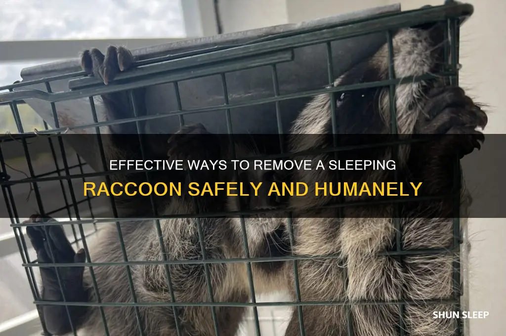 how to get rid of a sleeping ratcoon