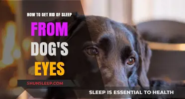 Effective Tips to Remove Eye Discharge in Dogs Safely